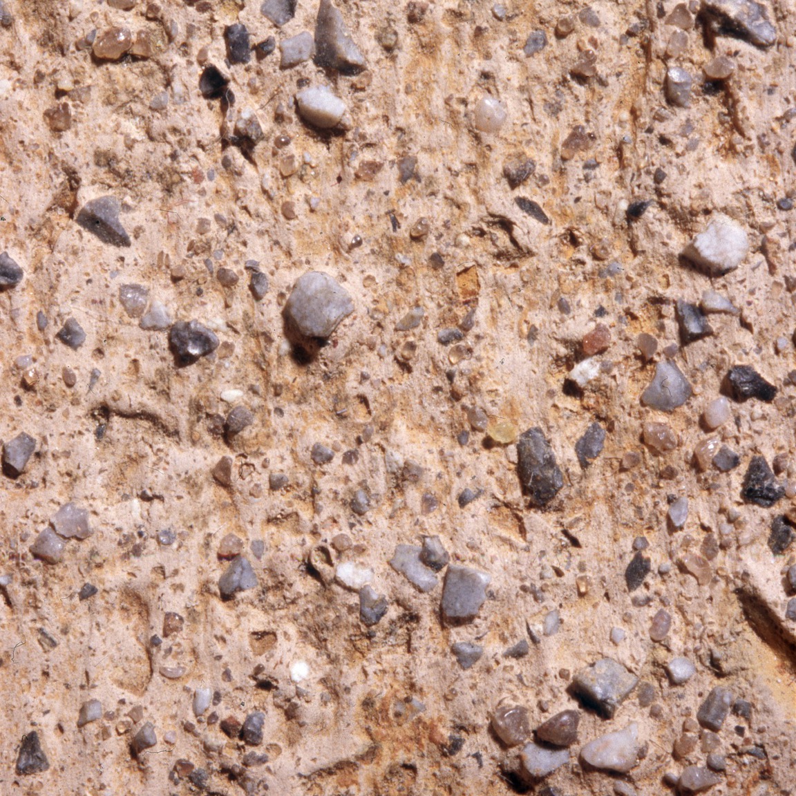 Plate 55b: Trituration grits on NOG WH 4 (width of field 24 mm)