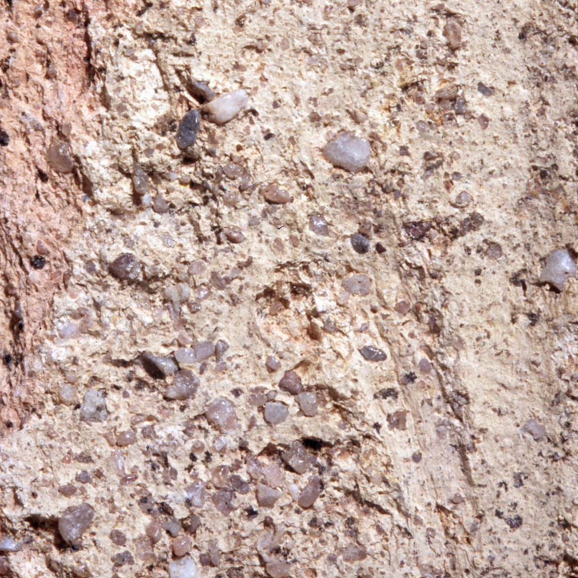 Plate 59b: Trituration grits on SPA WH (width of field 24 mm)