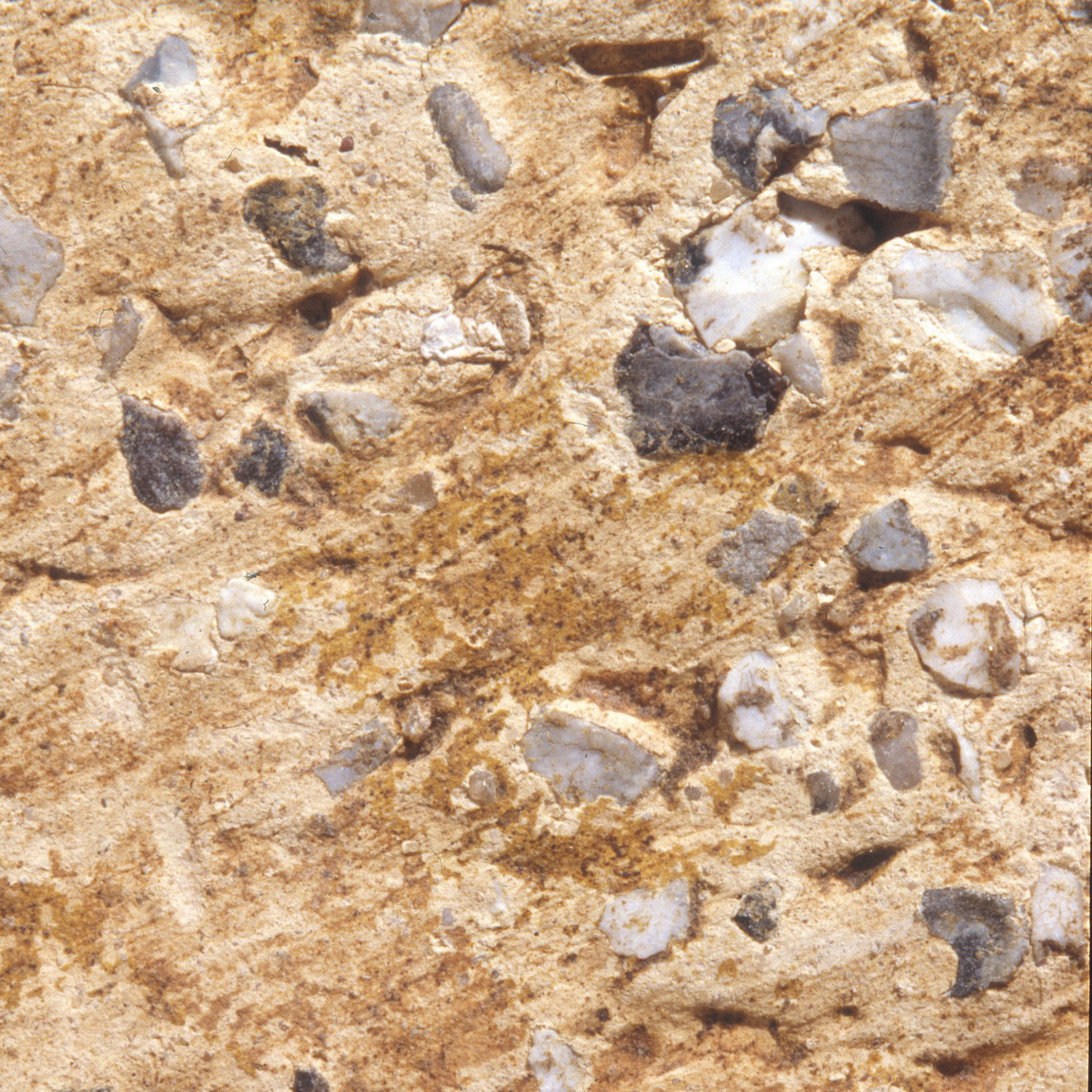 Plate 108b: Trituration grits on COL WH (width of field 24 mm)