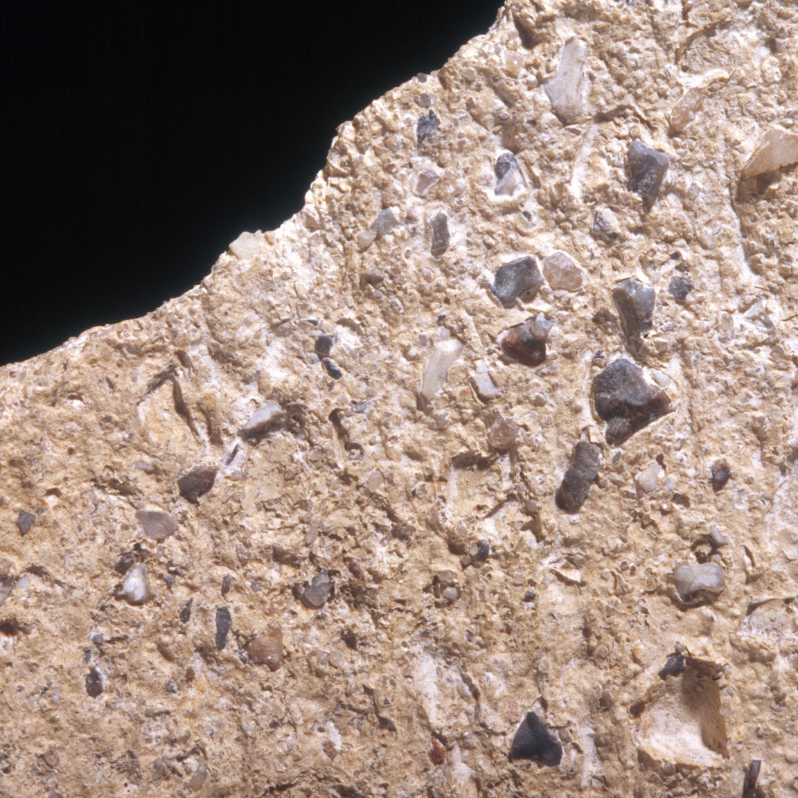 Plate 126b: Trituration grits on VER WH (width of field 24 mm)