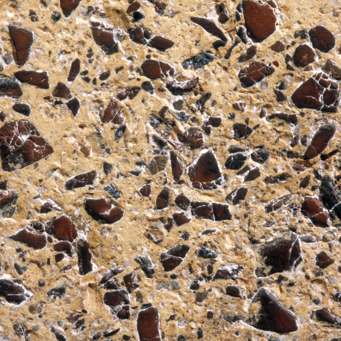 Plate 157c: Trituration grits on MAH WH (width of field 24 mm)