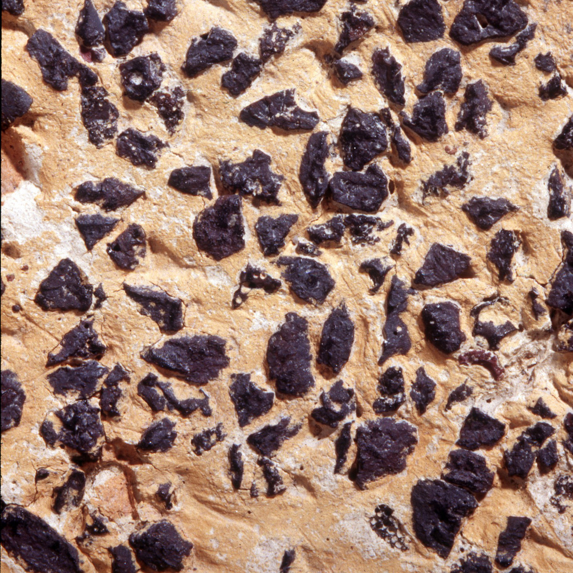 Plate 164b: Trituration grits on CRA PA (width of field 24 mm)