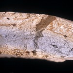 Plate 143a: Fresh sherd break of COR WH (width of field 24 mm). Click to see a larger version