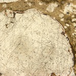 Plate 145.3: Photomicrograph of trituration grits on OXF PA (PPL) (width of field 1.74 mm). Click to see a larger version